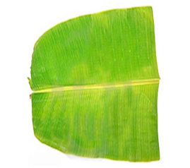 SIGNIFICANCE OF PLANTAIN LEAVES
